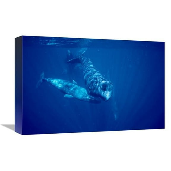 Global Gallery  Sperm Whale Social Group Underwater - Dominica Art Print - Flip Nicklin