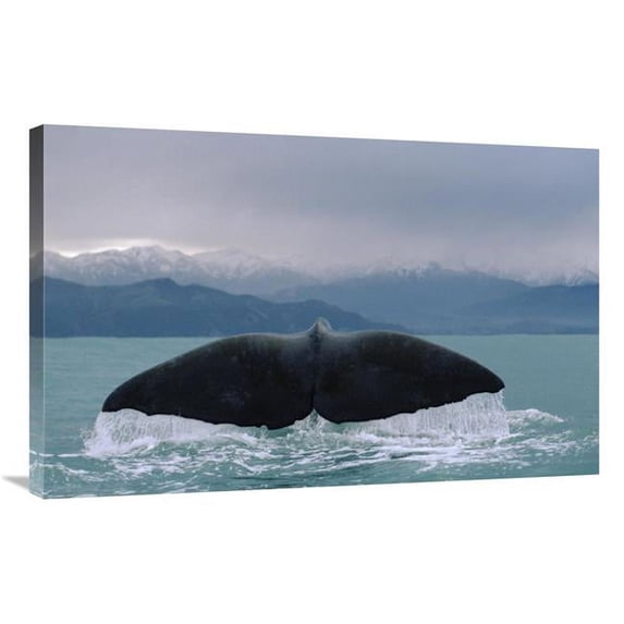 Global Gallery Sperm Whale Tail Art Print - Flip Nicklin