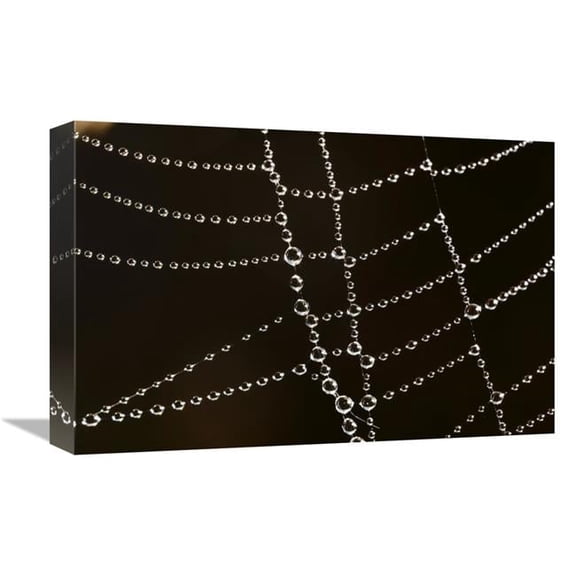 Global Gallery Spider Web with Beads of Dew - France Art Print - Cyril Ruoso