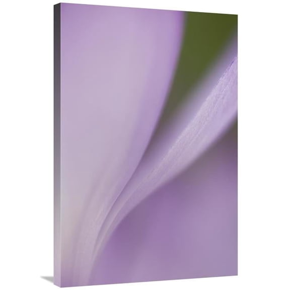 Global Gallery  Spring Crocus Detail - Netherlands Art Print - Heike Odermatt