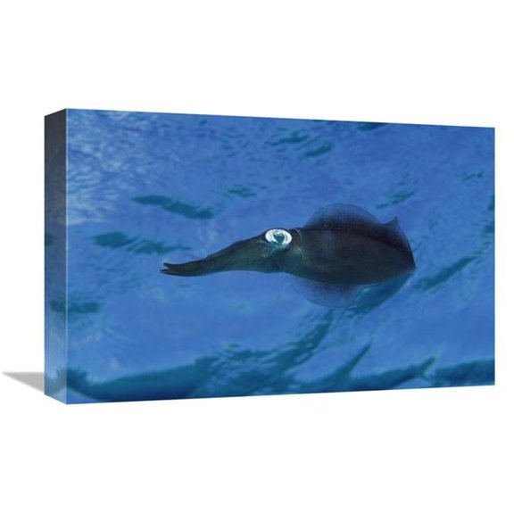 Global Gallery  Squid Portrait - Bonaire - Netherland Antilles Art Print - Flip Nicklin