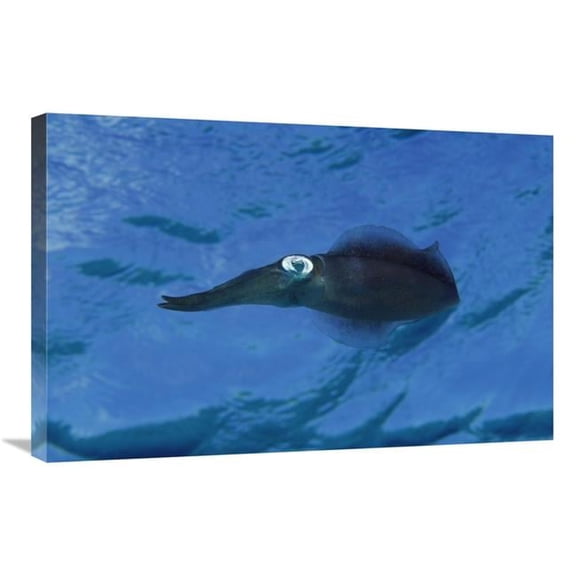 Global Gallery  Squid Portrait - Bonaire - Netherland Antilles Art Print - Flip Nicklin