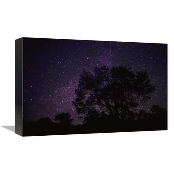 Global Gallery  Starry Sky with Silhouetted Oak Tree Art Print - Tim Fitzharris