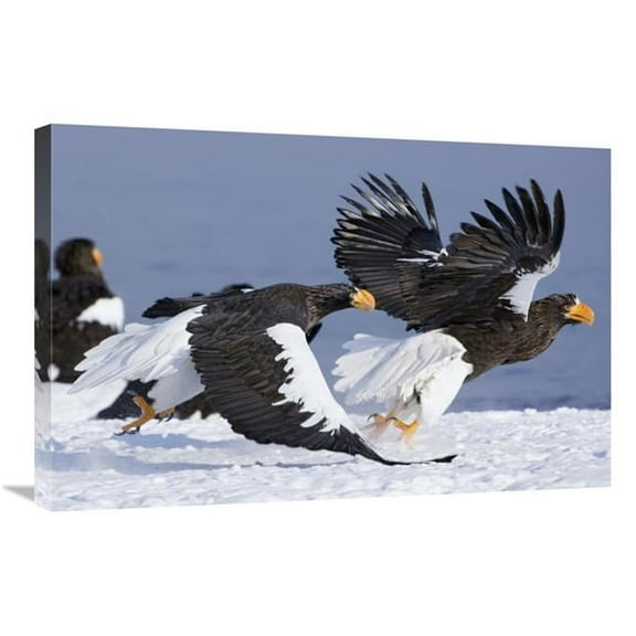 Global Gallery Stellers Sea Eagle Chasing Away Another Adult - Kamchatka - Russia Art Print - Sergey Gorshkov