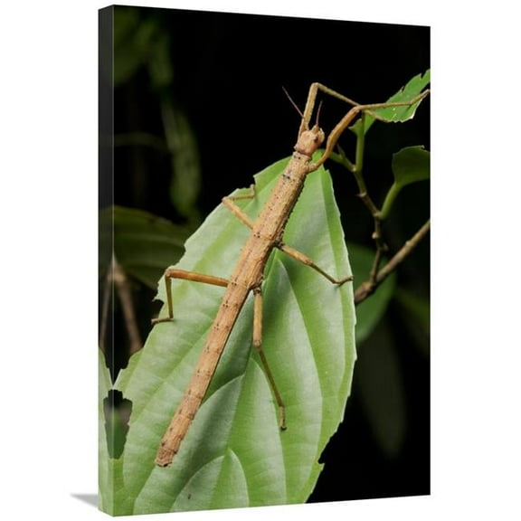 Global Gallery Stick Insect - North Maluku - Indonesia Art Print - Chien Lee - 20in. x 30in.