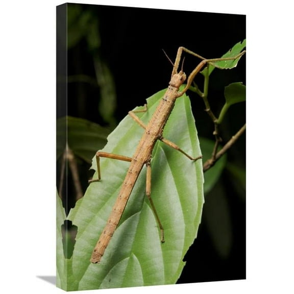 Global Gallery Stick Insect - North Maluku - Indonesia Art Print - Chien Lee