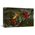 thumbnail image 1 of Global Gallery  Strawberry Poison Dart Frog Color Variations - Bocas Del Toro - Panama Art Print - Mark Moffett, 1 of 1