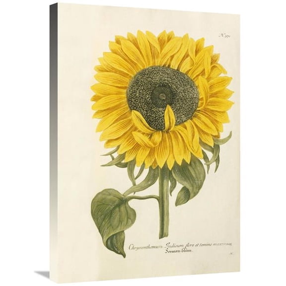 Global Gallery Sun Flower Art Print - Johann Wilhem Weinmann