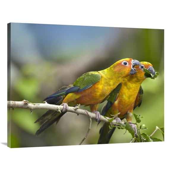 Global Gallery  Sun Parakeet Pair Feeding on Leaves - Native to South America Art Print - Tim Fitzharris