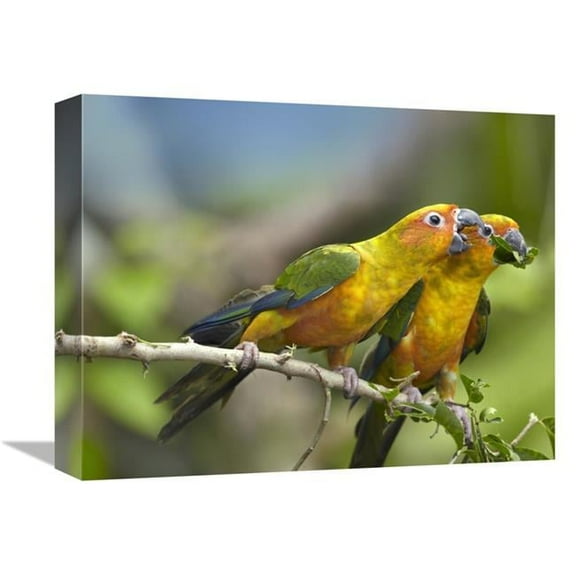 Global Gallery Sun Parakeet Pair Feeding on Leaves - Native to South America Art Print - Tim Fitzharris