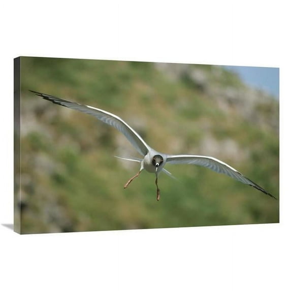 Global Gallery Swallow-Tailed Gull Flying - Tower Island - Galapagos Islands - Ecuador Art Print - Tui De Roy