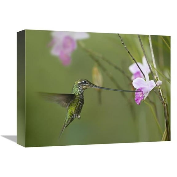 Global Gallery Sword-Billed Hummingbird Feeding on Flower Nectar - Ecuador Art Print