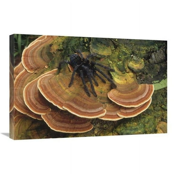 Global Gallery Tarantula Large Female Wandering Over Bracket Fungus - North Sulawesi - Indonesia Art Print - Mark Jones