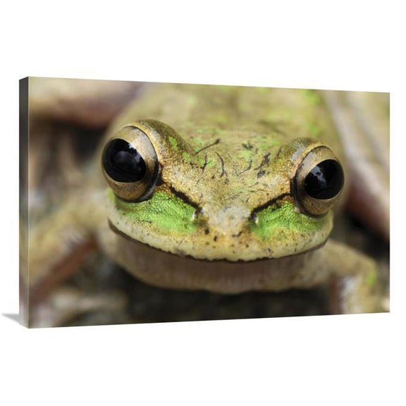 Global Gallery Tarraco Treefrog Portrait - Colombia. Sequence 2 of 2 Art Print - 24in. x 36in.