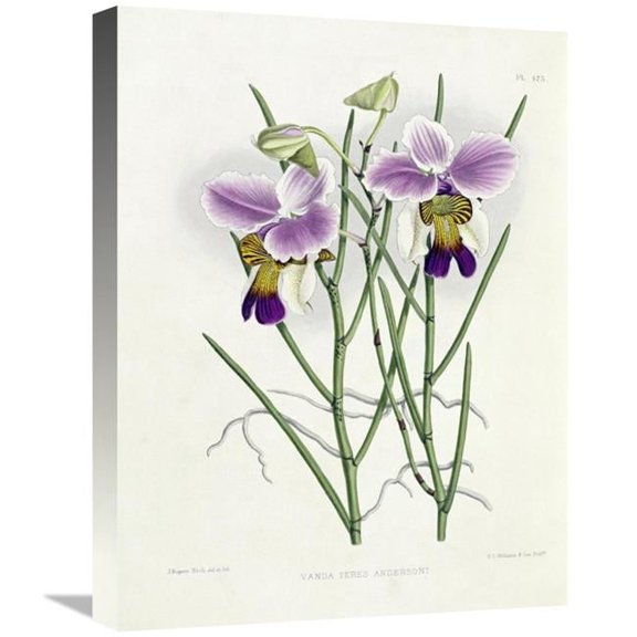 Global Gallery  The Orchid Album Plate 475 Art Print