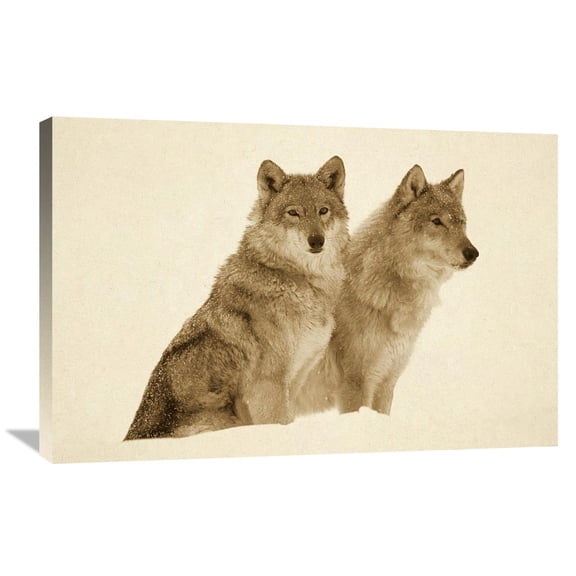 Global Gallery Tim Fitzharris 'Timber Wolf portrait of pair sitting in snow, North America - Sepia' Canvas Wall Art