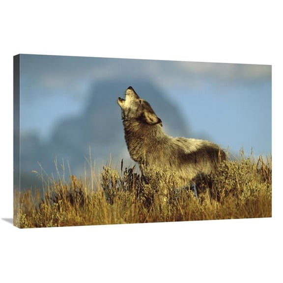 Global Gallery  Timber Wolf Adult Howling - Teton Valley - Idaho Art Print - Tom Vezo