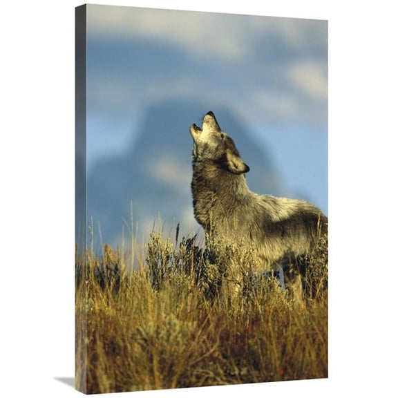 Global Gallery  Timber Wolf Adult Howling - Teton Valley - Idaho Art Print - Tom Vezo