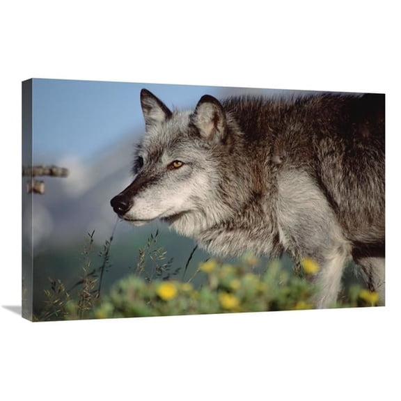 Global Gallery Timber Wolf Adult Portrait - North America Art Print - Tim Fitzharris