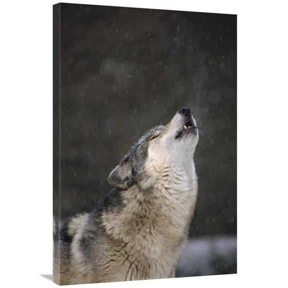 Global Gallery Timber Wolf Howling - Close Up - Oregon Zoo - Portland Art Print - Gerry Ellis