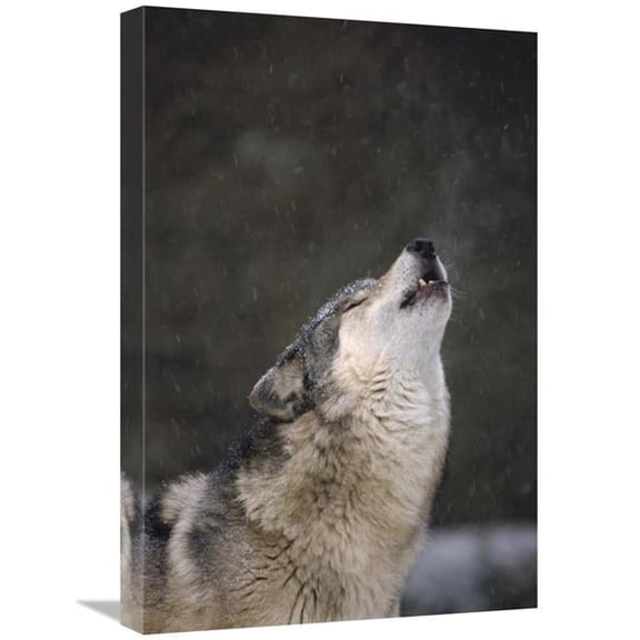Global Gallery  Timber Wolf Howling - Close Up - Oregon Zoo - Portland Art Print - Gerry Ellis