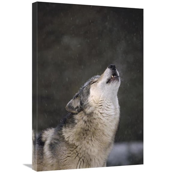 Global Gallery  Timber Wolf Howling - Close Up - Oregon Zoo - Portland Art Print - Gerry Ellis