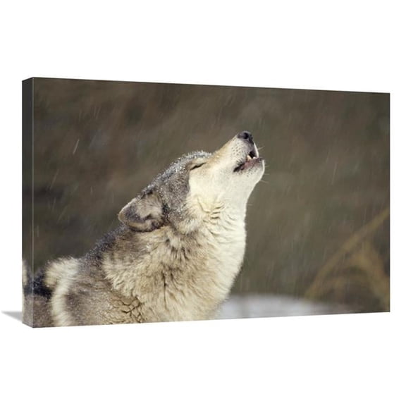 Global Gallery  Timber Wolf Howling - Temperate North America Art Print - Gerry Ellis