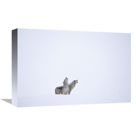 Global Gallery  Timber Wolf Pair Howling in Snow - North America Art Print - Tim Fitzharris