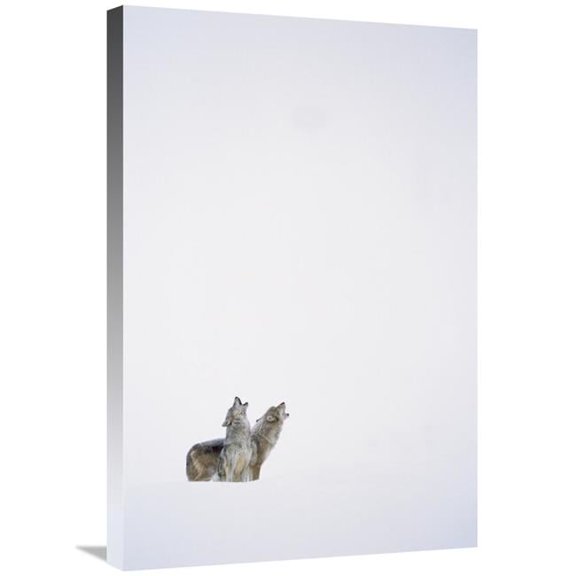 Global Gallery  Timber Wolf Pair Howling in Snow - North America Art Print - Tim Fitzharris