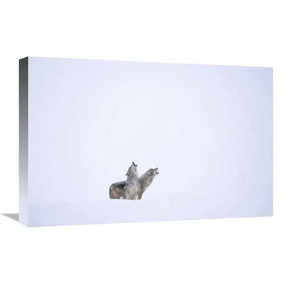 Global Gallery Timber Wolf Pair Howling in Snow - North America Art Print - Tim Fitzharris