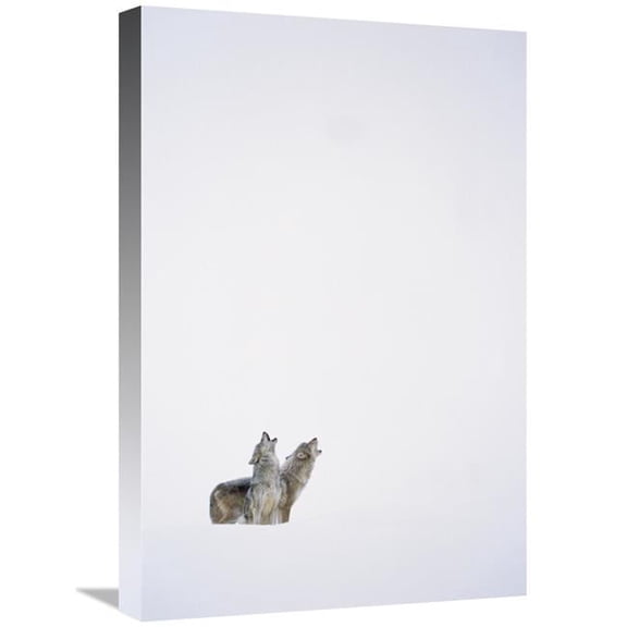 Global Gallery Timber Wolf Pair Howling in Snow - North America Art Print