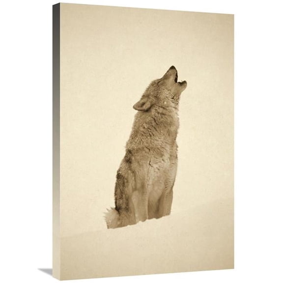 Global Gallery Timber Wolf Portrait - Howling in Snow - North America - Sepia Art Print - Tim Fitzharris