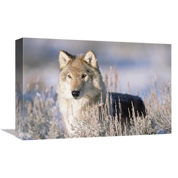 Global Gallery Timber Wolf Portrait - North America Art Print - Tim Fitzharris