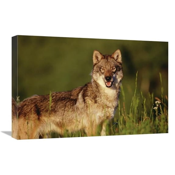 Global Gallery Timber Wolf Portrait - North America Art Print - Tim Fitzharris