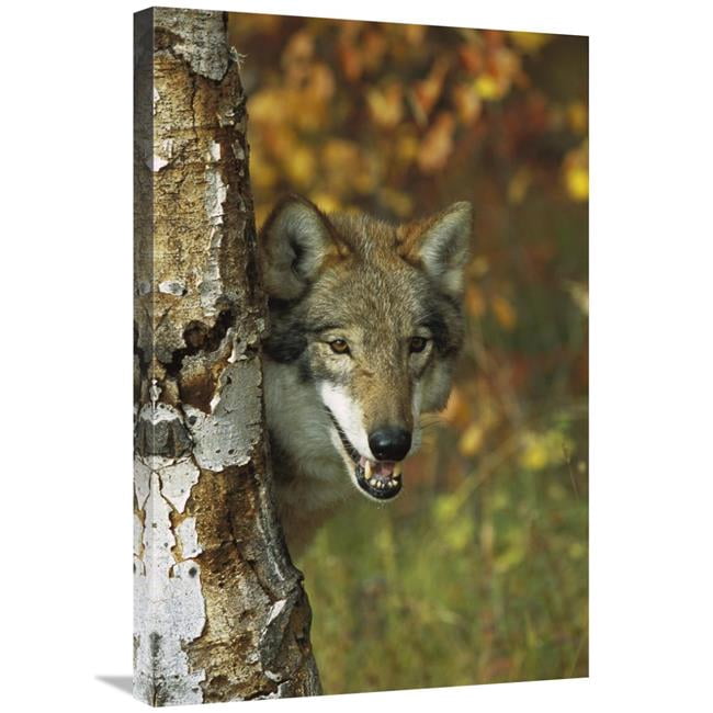 Global Gallery Timber Wolf Portrait Peering Out From Behind A Tree ...
