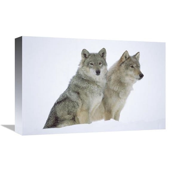 Global Gallery  Timber Wolf Portrait of Pair Sitting in Snow - North America Art Print - Tim Fitzharris