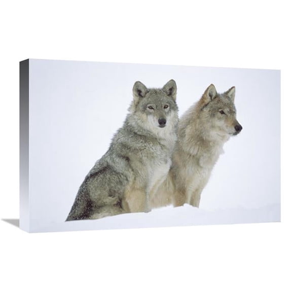 Global Gallery  Timber Wolf Portrait of Pair Sitting in Snow - North America Art Print - Tim Fitzharris