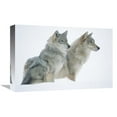 thumbnail image 1 of Global Gallery  Timber Wolf Portrait of Pair Sitting in Snow - North America Art Print - Tim Fitzharris, 1 of 1