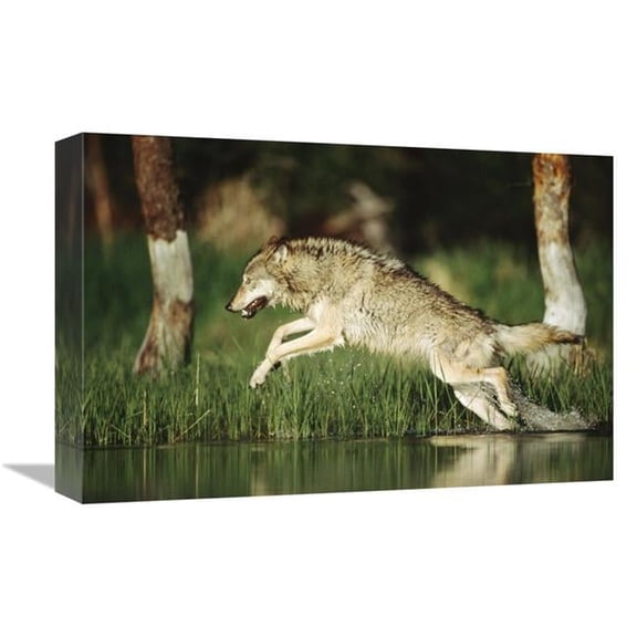 Global Gallery  Timber Wolf Running Through Shallow River - Montana Art Print - Tim Fitzharris