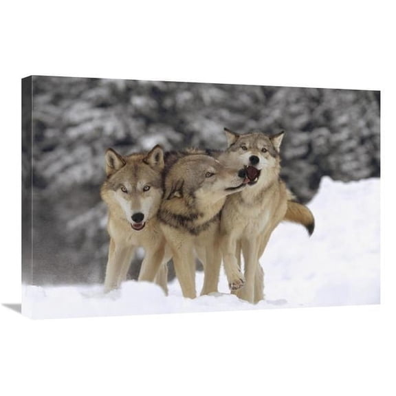 Global Gallery Timber Wolf Trio Playing in Snow - Montana Art Print - Tim Fitzharris