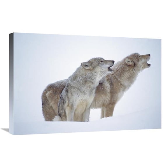 Global Gallery Timber Wolves Close-Up Portrait of Pair Howling in Snow - North America Art Print