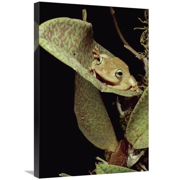 Global Gallery  Tree Frog in Canopy Orchid - Trinidad Art Print - Mark Moffett