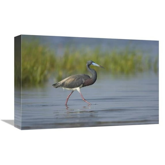 Global Gallery Tricolored Heron Foraging in Wetland - Rio Grande Valley - Texas Art Print - Tom Vezo