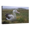 thumbnail image 1 of Global Gallery  Tristan Albatross Female - Gough Island - South Atlantic Art Print - Tui De Roy, 1 of 1
