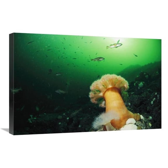 Global Gallery  Tube-Dwelling Anemone - Clayoquot Sound - Vancouver Island - Canada Art Print - Flip Nicklin