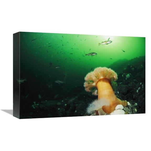 Global Gallery  Tube-Dwelling Anemone - Clayoquot Sound - Vancouver Island - Canada Art Print - Flip Nicklin