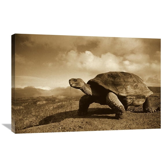 Global Gallery Tui De Roy 'Galapagos Giant Tortoise on Caldera Rim, Alcedo Volcano, Galapagos Islands' Stretched Ca - Multi