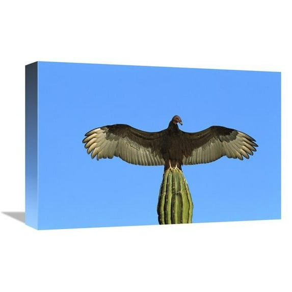 Global Gallery Turkey Vulture Perching on Cardon Cactus - Sunning Itself - Sonora - Mexico Art Print - Tom Vezo