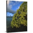 thumbnail image 1 of Global Gallery  Velvetleaf Soldierbush - Palmyra Atoll NWR - US Line Islands Art Print - Tui De Roy, 1 of 1