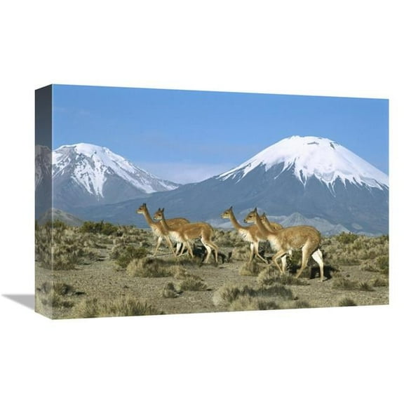 Global Gallery Vicuna Family in the Andean Desert with Parincota Volcano - Lauca NP - Chile Art Print - Tui De Roy